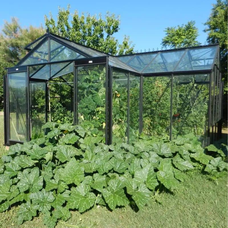 ACD Premium Orangery Greenhouse Sophie – T Shape – 20 x 15ft- Aluminium Frame + Safety Glass